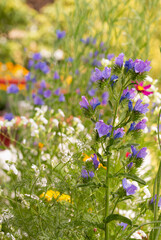 Obraz premium Field showing a colorful bokeh of flowers and herbs blooming in early summer with blurred background; pesticide free environmental protection save the bees biodiversity concept;