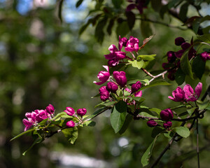 pink and white flowers