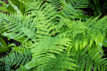 Fototapeta na wymiar Beautiful fresh fern leaves