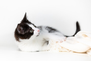 Black and white kitten playing with a piece of beige cloth.