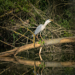 Great heron egret with big fish in his beak