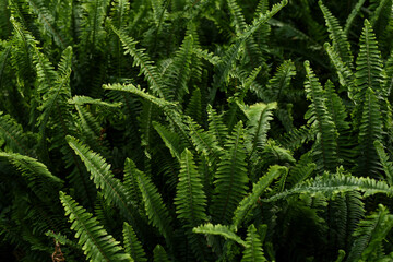 Fototapeta na wymiar Fern leaves. Green fern plants in nature landscape. Fern plants in forest. Fresh green tropical foliage. Rainforest jungle landscape. Spring season Nature background.