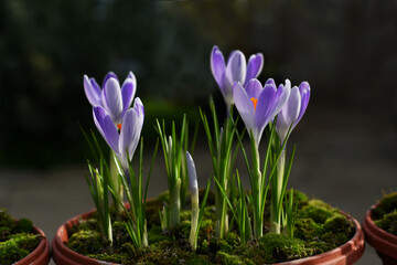 Violet crocuses growing on the ground in early spring. First spring flowers blooming in garden. Early spring. Green young leaves and violet bloom of crocus growing on soil in early spring.