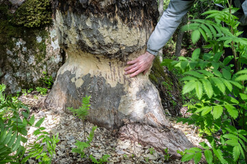 Mans hand touches the trunk of a large aspen gnawed by a beaver, a wild animal destroys, chops down...