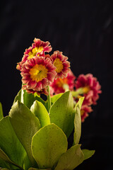 nice flower on the black background