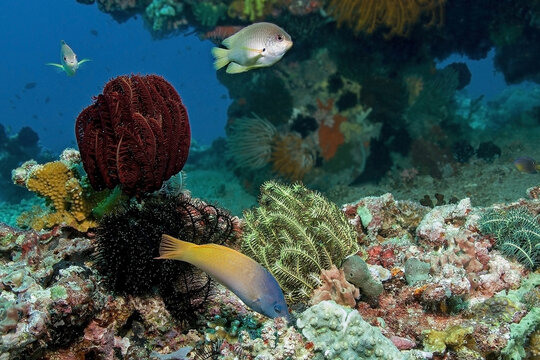 Anthia swimming under ocean water with tunicates