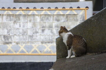 cat