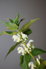 White wild flower blossom close up lamium album family lamiaceae modern macro background high quality big size prints