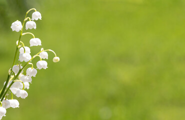Beautiful natural background for congratulatory text. Delicate spring lily of the valley flower. Free space on green background. Congratulations on birthday, on spring holiday, on Mother's.