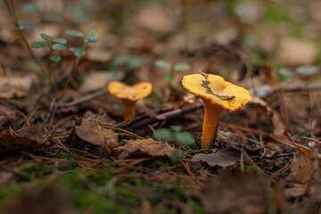 Chanterelles