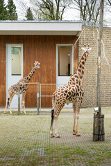 żyrafy na terenie wybiegu krakowskiego zoo - obrazy, fototapety, plakaty