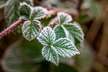 frost on plant