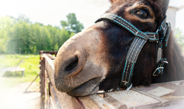 Donkey nose close-up. Funny photo of a donkey face in bridle.