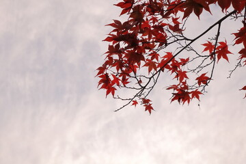 曇り空と赤い紅葉