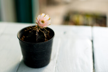 cactus flower in pot