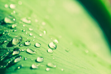 Morning dew, sunrise after the rain, the sun shines in the water drops or rain drops of a green leaf, macro