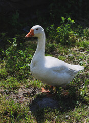 white goose in the water