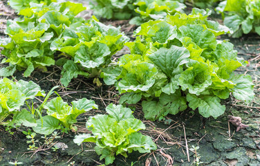 .The lettuce grown on farms as organic