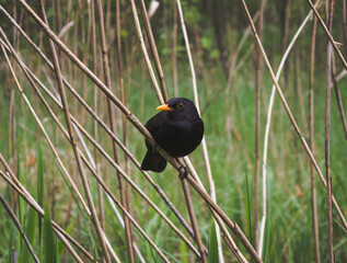 blackbird on a branch