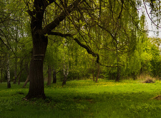 Fairy tree in the forest