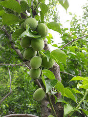 Plums hanging on branches on a farm.