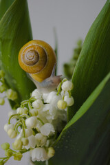 Snail and lilies of the valley