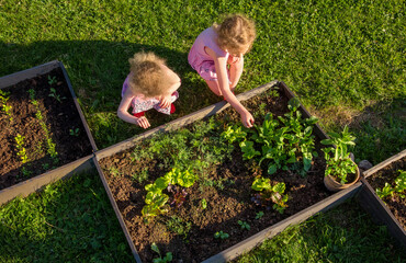 Children at community garden picking lettuce for eating. Boxes filled with soil and with various...
