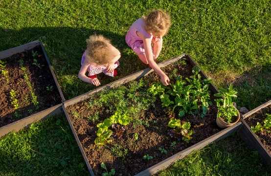 Children at community garden picking lettuce for eating. Boxes filled with soil and with various vegetable plants growing inside, raised bed. Sunny spring evening.