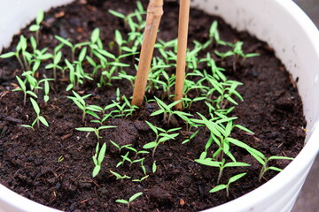 Fresh green tomato sprouts growing in a pot macro close up shot