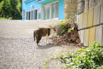cat and dog