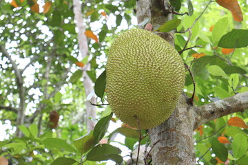 jackfruit stock on tree in the farm