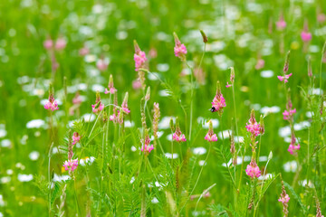 Esparsetten Onobrychis Blumen Wiese Blüten pink rosa Gras Margeriten Selektive Schärfe Hummel...