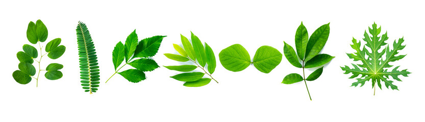 collection of green leaf isolated on white background.Tropical leaves isolated Concept.