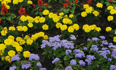 yellow and purple flowers