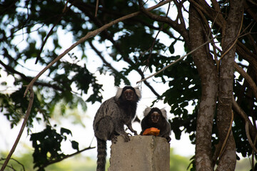 Small mammal animal climbed on a tree. Hairy monkeys from the north of Brazil.