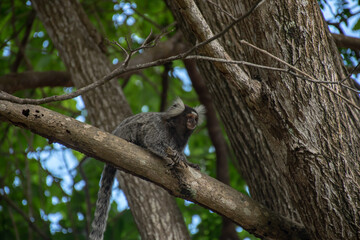 Small mammal animal climbed on a tree. Hairy monkeys from the north of Brazil.