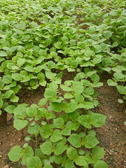 Perilla seedlings grown by sowing seeds in rural areas.
