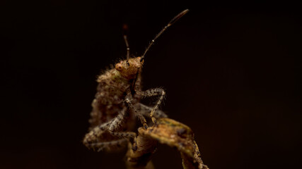 Brown bug on a dry leaf