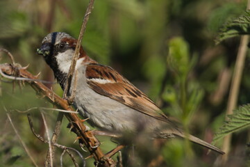 House Sparrow Passer domesticus food seekers