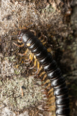 Macro of millipede on tree