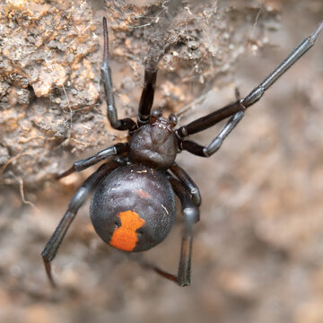 Redback spider