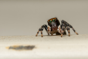 Jumping spider macro. 