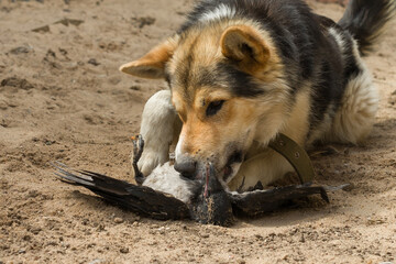 the dog caught a crow and eats its prey in the sand