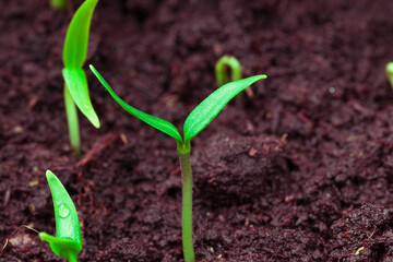 young sprouts of greenery from the ground, close-up