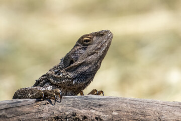 bearded dragon lizard
