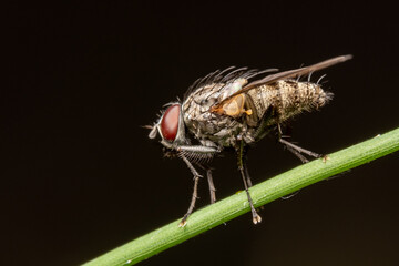 fly on leaf