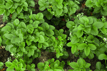 green leaves of strawberry bushes with buds in spring in the vegetable garden