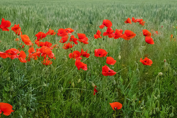 Field with red poppy flowers.