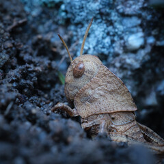 Grasshopper on ground