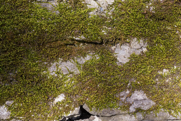Old wall texture with moss